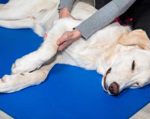 Animal Physical Therpay