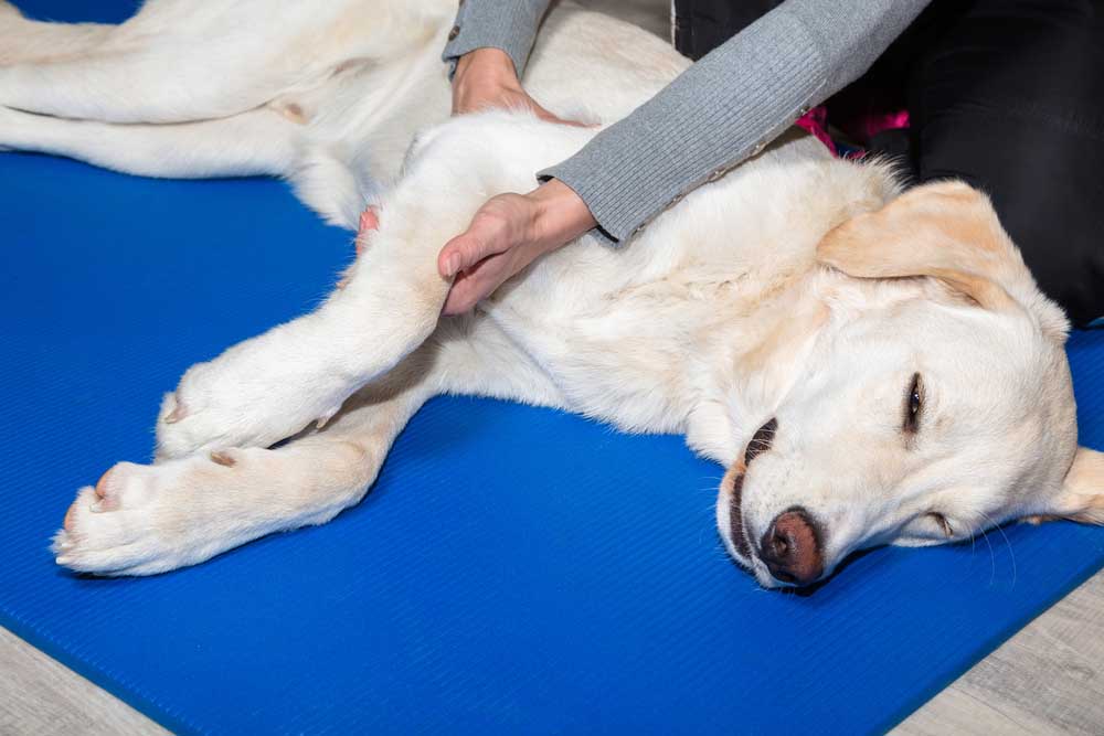 animal-physical-therapy