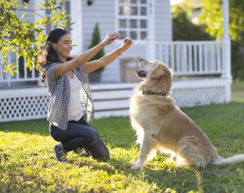 Animal Training