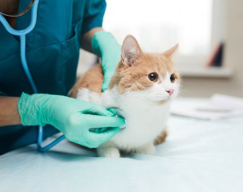 Careers with Animals