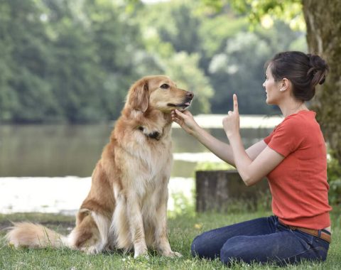 Dog Behaviour & Training